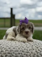 Hannah, a female Cavapoo for sale in Mayfield, KY – 7 of 10