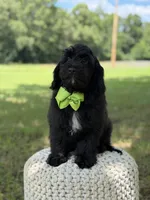 Mario, a male Miniature Goldendoodle for sale in Mayfield, KY – 6 of 10