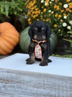 F1 Seth, a male Cavapoo for sale in Mayfield, KY – 8 of 9