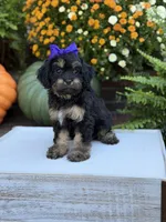 F1 Sally, a female Cavapoo for sale in Mayfield, KY – 4 of 10