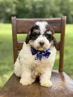 Uncle Sam , a male Miniature Bernedoodle for sale in Mayfield, KY – 7 of 10