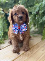 F1 Clark, a male Cavapoo for sale in Mayfield, KY – 4 of 10
