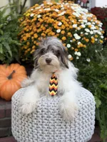 Freedom, a male Miniature Bernedoodle for sale in Mayfield, KY – 10 of 10