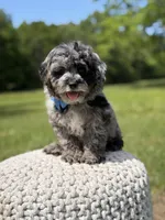 Trooper, a male Miniature Goldendoodle for sale in Mayfield, KY – 5 of 10