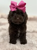 Bridget, a female Cockapoo for sale in Mayfield, KY – Photo 5 of 10
