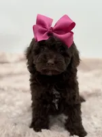 Bridget, a female Cockapoo for sale in Mayfield, KY – Photo 6 of 10