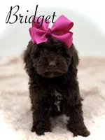 Bridget, a female Cockapoo for sale in Mayfield, KY – Photo 1 of 10