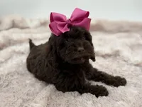 Bridget, a female Cockapoo for sale in Mayfield, KY – Photo 10 of 10