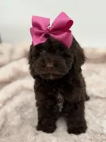 Bridget, a female Cockapoo for sale in Mayfield, KY – Photo 4 of 10