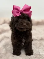 Bridget, a female Cockapoo for sale in Mayfield, KY – Photo 3 of 10