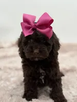 Bridget, a female Cockapoo for sale in Mayfield, KY – Photo 2 of 10