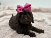 Bridget, a female Cockapoo for sale in Mayfield, KY – Photo 9 of 10