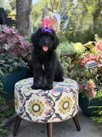 F1 Trinity, a female Bernedoodle for sale in Mayfield, KY – 10 of 10