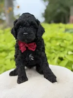 Archer, a male Cavapoo for sale in Mayfield, KY – 2 of 5