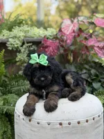 F1B Blair, a female Bernedoodle for sale in Mayfield, KY – 3 of 9