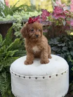 Ruby, a female Cavapoo for sale in Mayfield, KY – 2 of 9