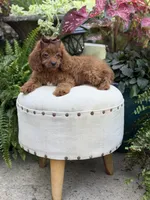 Reba, a female Cavapoo for sale in Mayfield, KY – 10 of 10
