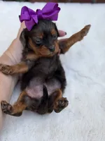 Purple bow, a female Cavapoo for sale in Mayfield, KY – 4 of 10