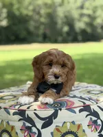 F1B Liam, a male Cavapoo for sale in Mayfield, KY – 5 of 10