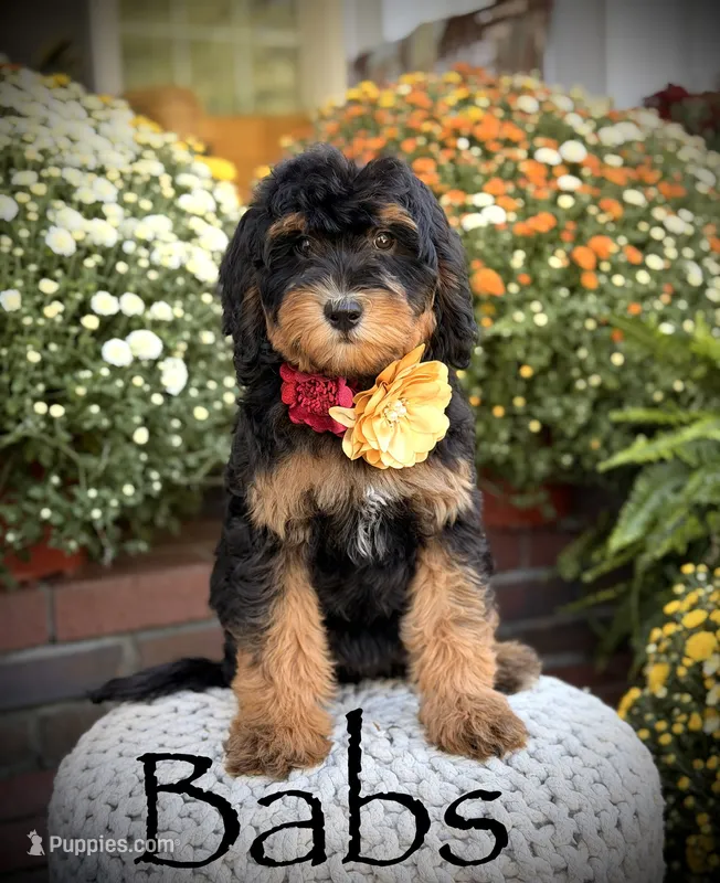 F1B Babs – Bernedoodle puppy for sale in Mayfield, KY