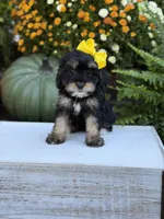 F1 Skeye, a female Cavapoo for sale in Mayfield, KY – 3 of 10