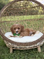Brock, a male Miniature Goldendoodle for sale in Mayfield, KY – 6 of 8