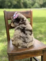 Liberty, a female Miniature Bernedoodle for sale in Mayfield, KY – 7 of 10
