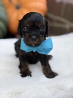 Blue bow, a male Cavapoo for sale in Mayfield, KY – 8 of 10