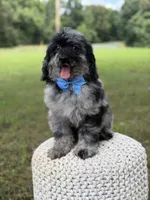 Maxwell, a male Miniature Goldendoodle for sale in Mayfield, KY – 7 of 10