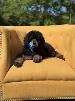 AKC Wally, a male Poodle - Multi-Colored Standard for sale in Mayfield, KY – 8 of 10