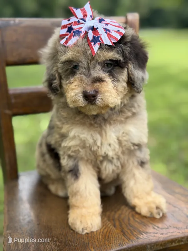 Liberty – Miniature Bernedoodle puppy for sale in Mayfield, KY