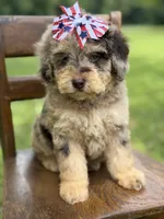 Liberty, a female Miniature Bernedoodle for sale in Mayfield, KY – 1 of 10