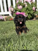 F1 Ashlyn, a female Cavapoo for sale in Mayfield, KY – 6 of 8