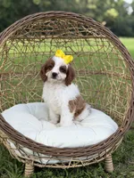 F1 Chloe, a female Cavapoo for sale in Mayfield, KY – 5 of 10