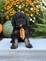 F1 Scout, a male Cavapoo for sale in Mayfield, KY – 3 of 10