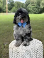 Maxwell, a male Miniature Goldendoodle for sale in Mayfield, KY – 8 of 10
