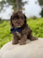 Andy, a male Cavapoo for sale in Mayfield, KY – 5 of 6