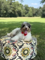 Freedom, a male Miniature Bernedoodle for sale in Mayfield, KY – 9 of 10