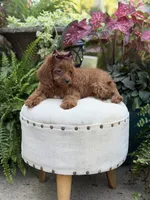 Reba, a female Cavapoo for sale in Mayfield, KY – 3 of 10