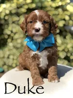 Duke, a male Cavapoo for sale in Mayfield, KY – 1 of 10