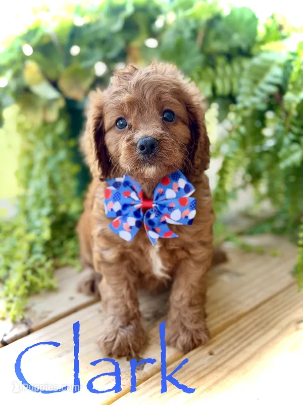 F1 Clark – Cavapoo puppy for sale in Mayfield, KY