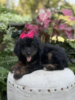 F1B Bridget, a female Bernedoodle for sale in Mayfield, KY – 8 of 9