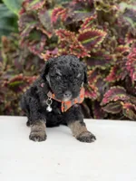 Hank, a male Miniature Bernedoodle for sale in Mayfield, KY – 6 of 9