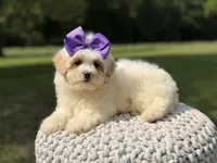 Lori, a female Maltipoo for sale in Mayfield, KY – 7 of 9