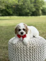 Benson, a male Miniature Goldendoodle for sale in Mayfield, KY – 6 of 10
