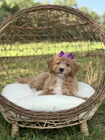 Barbie, a female Miniature Goldendoodle for sale in Mayfield, KY – 7 of 10