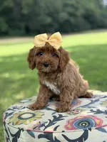 F1B Lillian, a female Cavapoo for sale in Mayfield, KY – 7 of 10