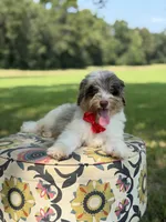 Freedom, a male Miniature Bernedoodle for sale in Mayfield, KY – 4 of 10