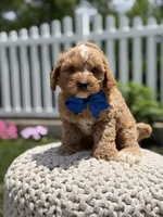 F1 Jordan, a male Cavapoo for sale in Mayfield, KY – 2 of 8