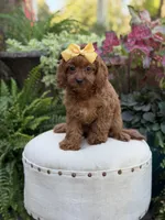 Robin, a female Cavapoo for sale in Mayfield, KY – 2 of 10